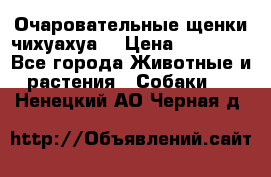 Очаровательные щенки чихуахуа  › Цена ­ 25 000 - Все города Животные и растения » Собаки   . Ненецкий АО,Черная д.